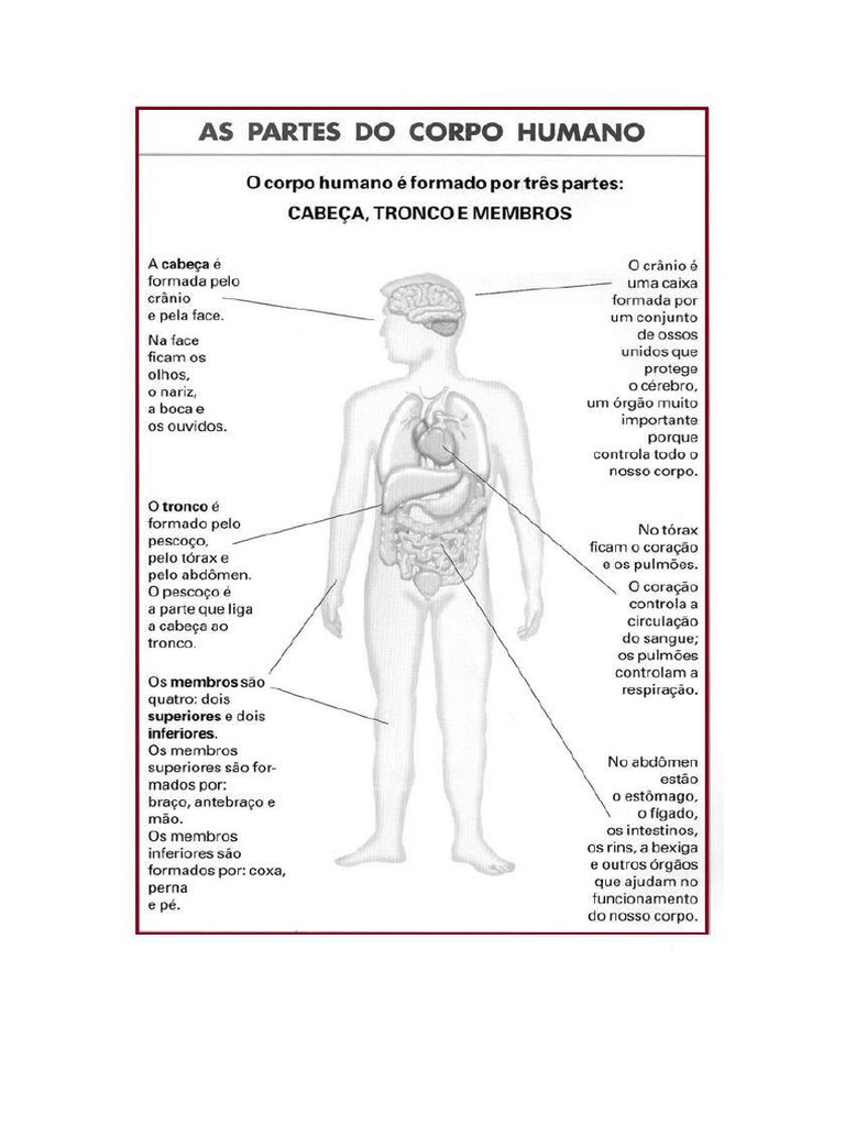 Partes do Corpo Humano: Cabeça e Tronco | PDF