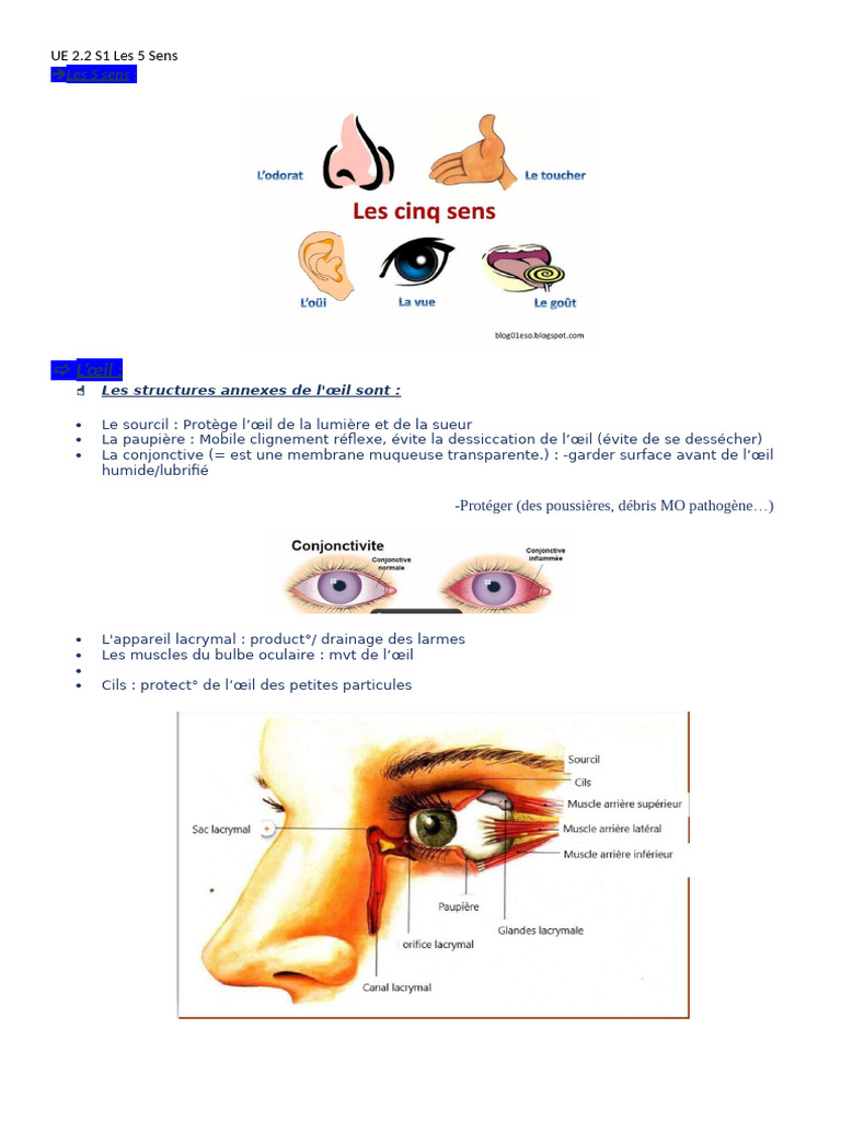 Anatomie et Fonction des 5 Sens | PDF | Œil humain | Oreille