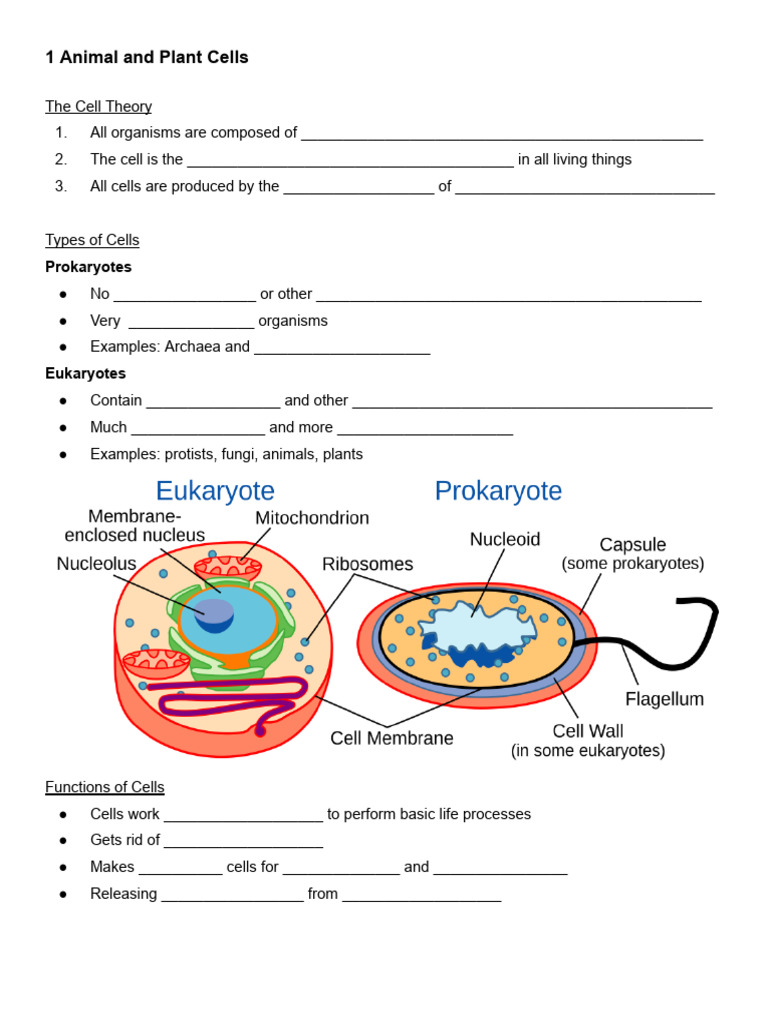 1.1 Animal and Plant Cells Notes | PDF | Cell (Biology) | Vacuole