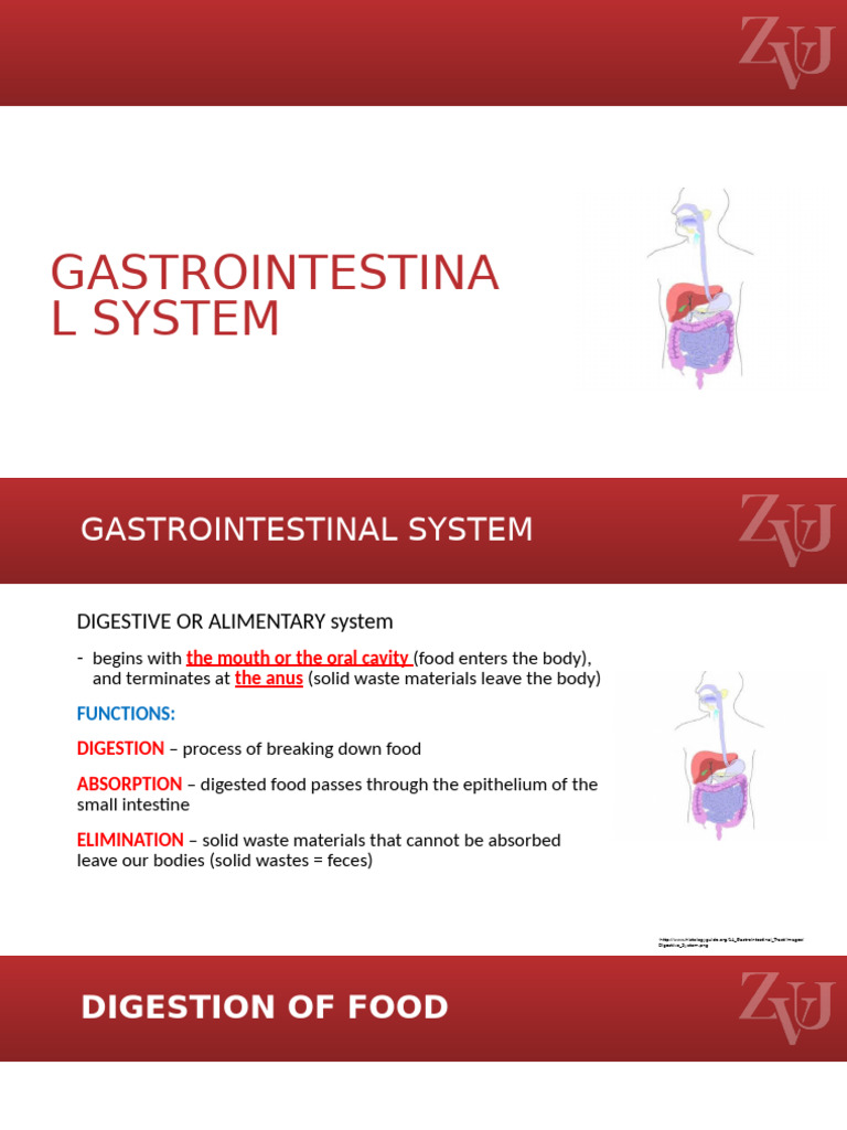 Overview of the Gastrointestinal System | PDF | Human Digestive System ...