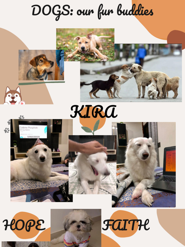 Stray Dogs: Challenges and Legal Rights | PDF | Cruelty To Animals | Dogs