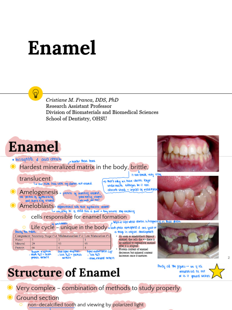 06 Enamel | PDF | Tooth Enamel | Epithelium
