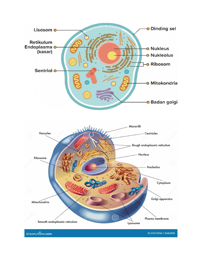 Struktur Sel Manusia | PDF