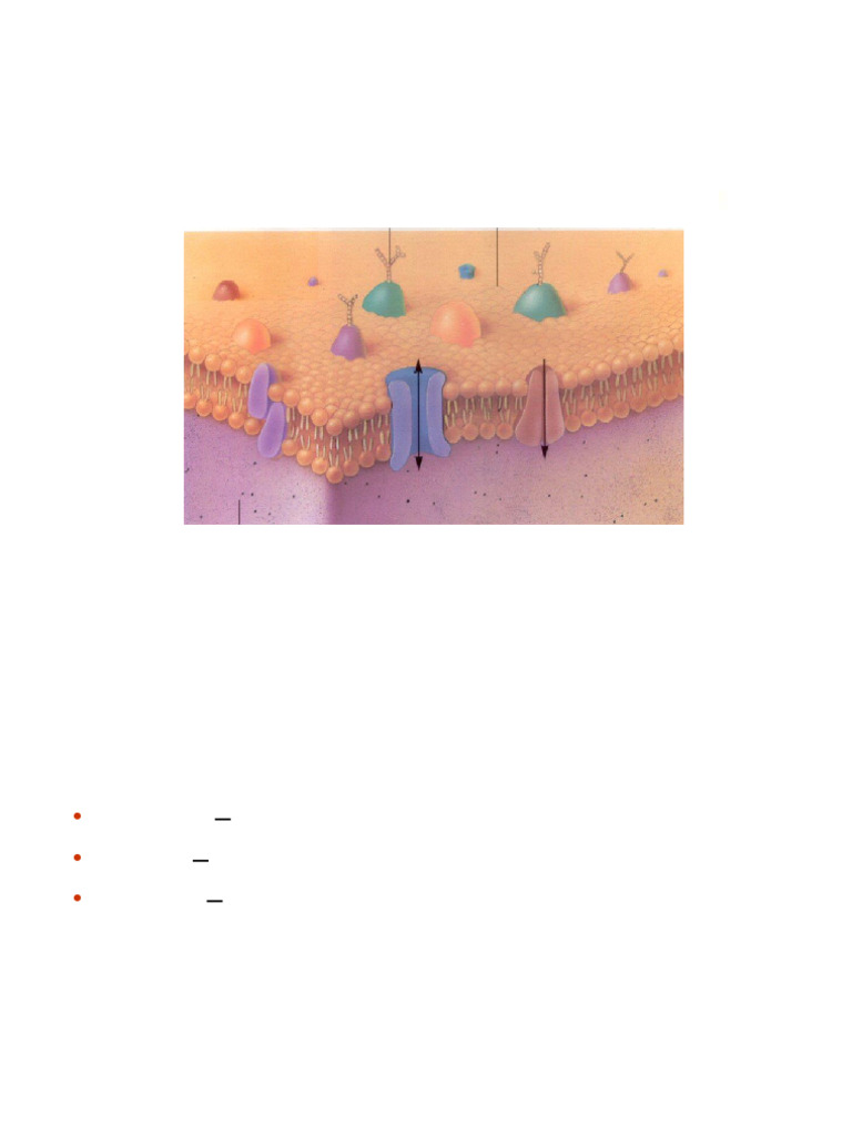 Membrane Transport Mechanisms Explained | PDF | Ion Channel | Osmosis