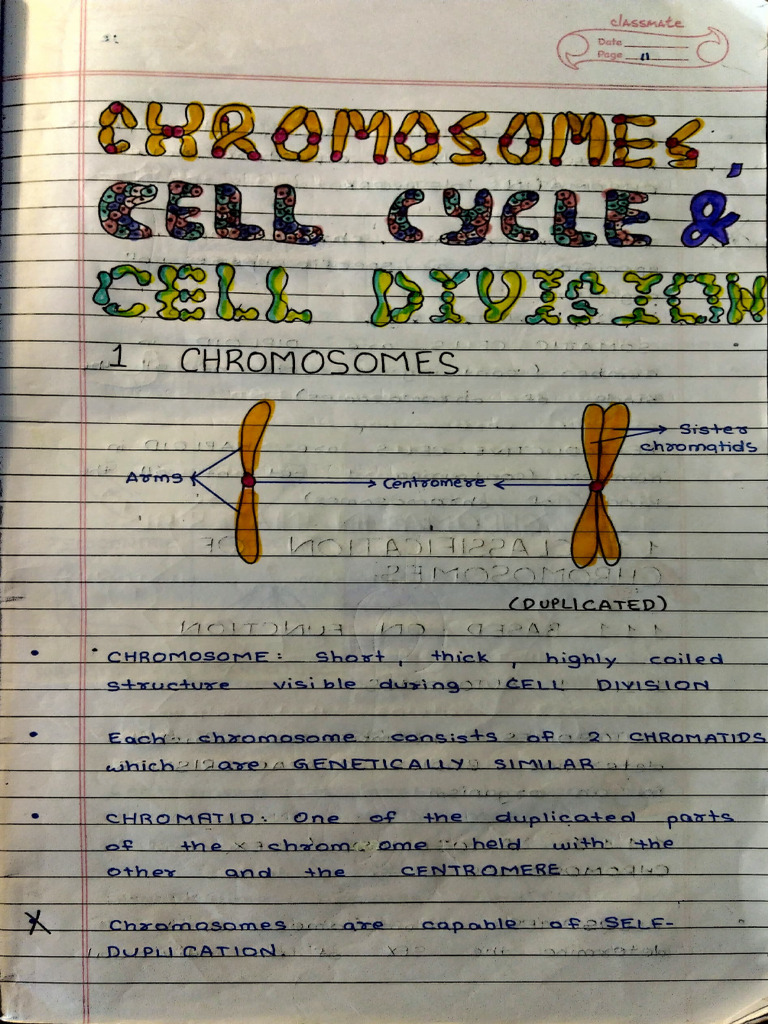 Chromosomes, Cell Cycle, and Cell Division | PDF | Meiosis | Chromosome