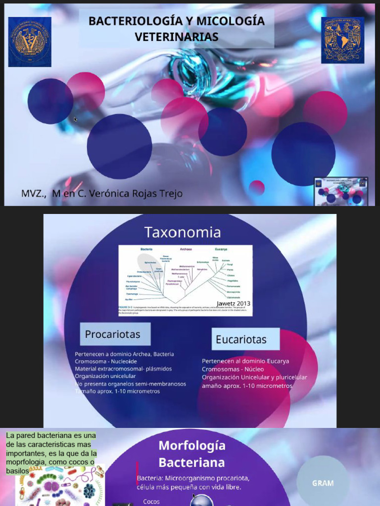Estructura y Función de la Pared Bacteriana | PDF | Las bacterias ...