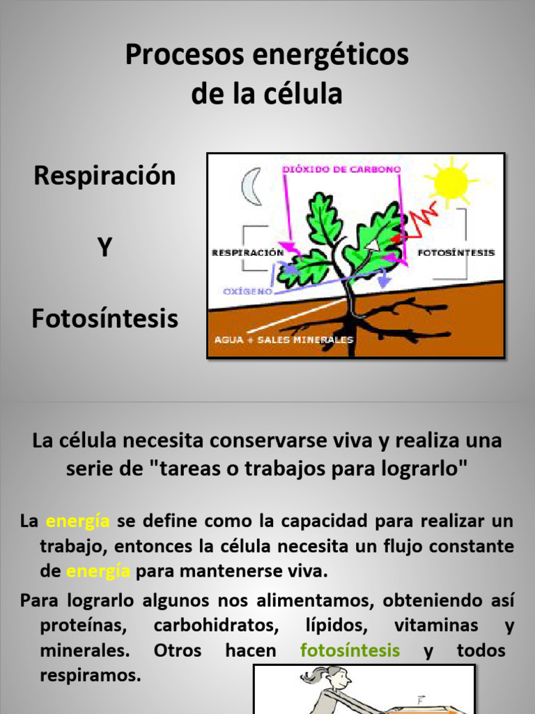 3 Ero Respy Fotosínt 25 | PDF | Respiración celular | Fotosíntesis