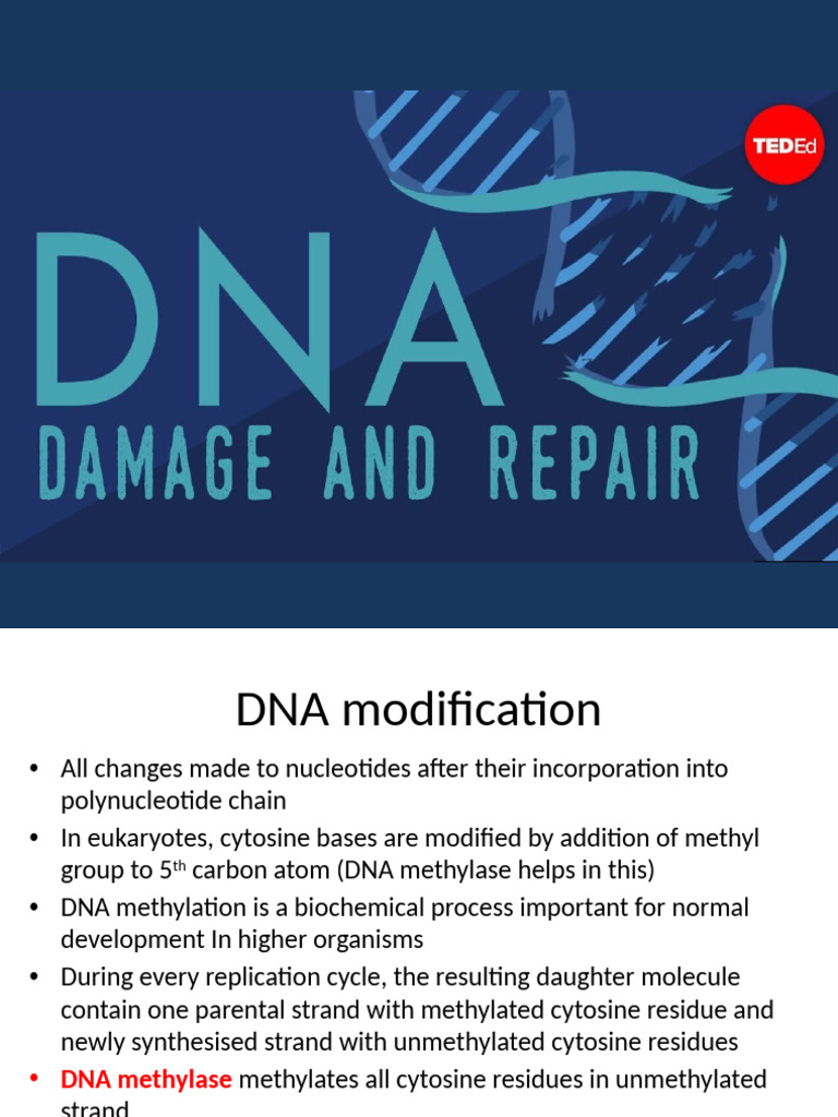 DNA Modification, Damage, and Repair | PDF | Dna | Dna Repair