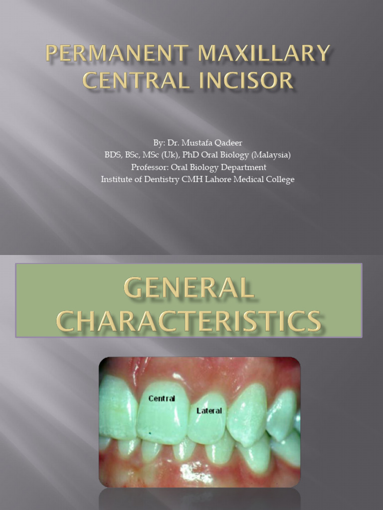 Maxillary Central Incisor Anatomy Guide | PDF | Dental Anatomy ...