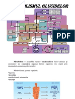 Metabolismul Glucidelor