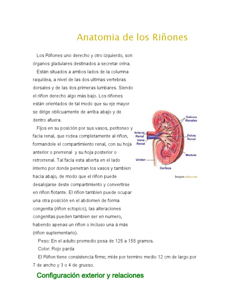 Anatomia de Los Riñones | PDF | Útero | Riñón