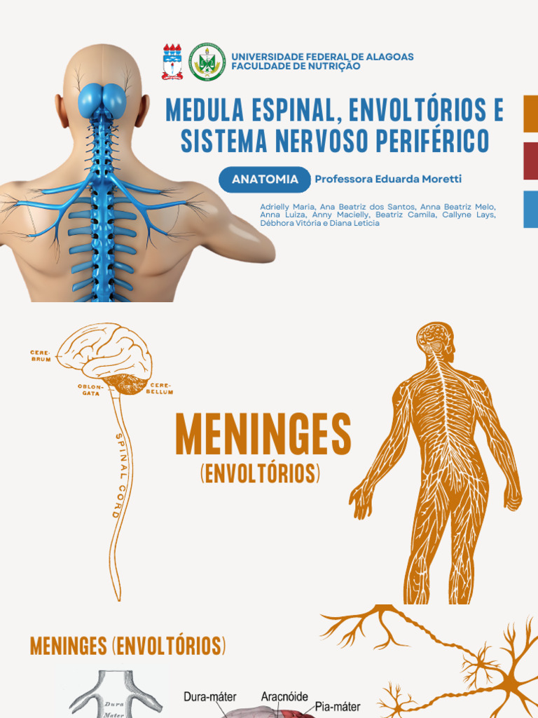 Anatomia da Medula Espinal e Meninges | PDF | Nervo | Medula espinhal