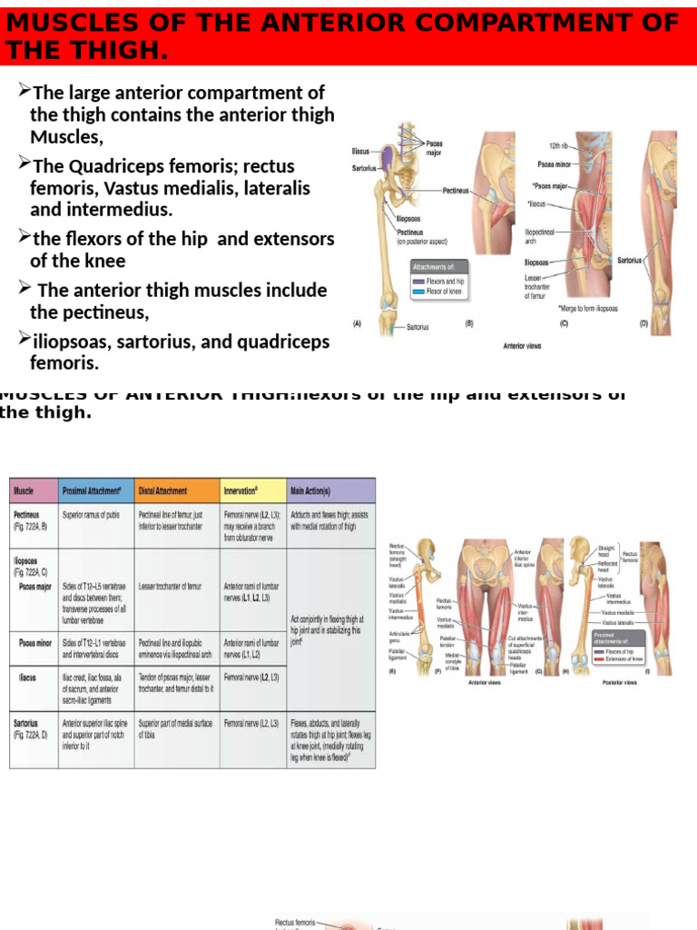Anterior Thigh Muscles and Femoral Triangle | PDF | Human Leg | Lower ...
