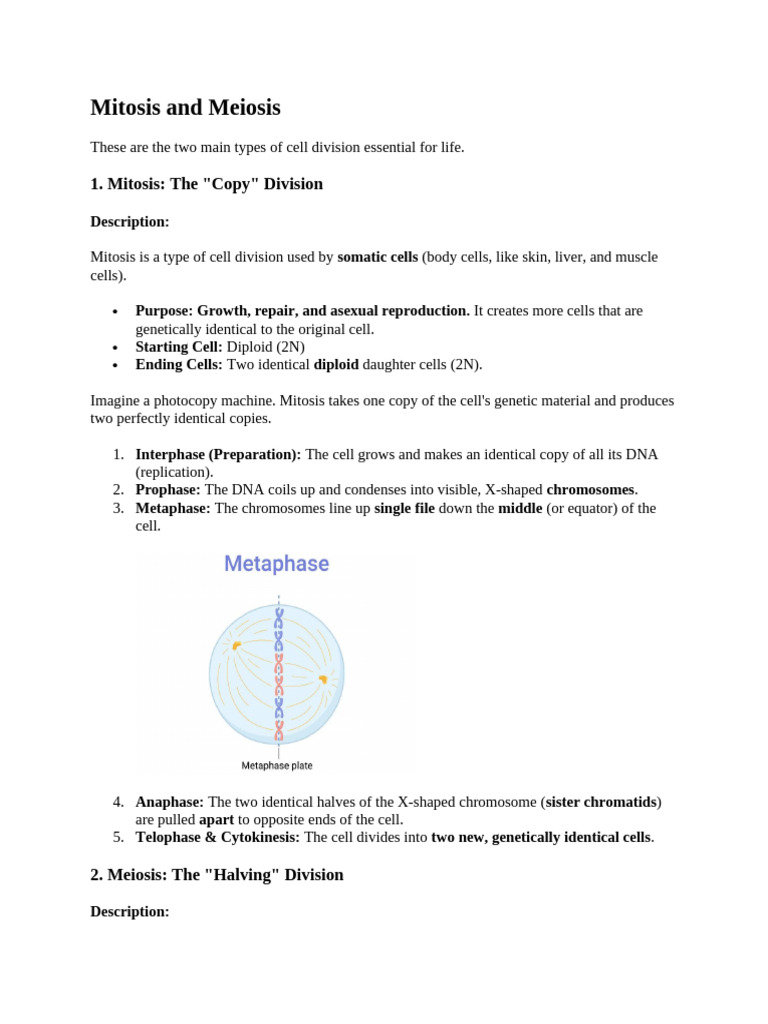 Reviewer-3 | PDF | Meiosis | Ploidy
