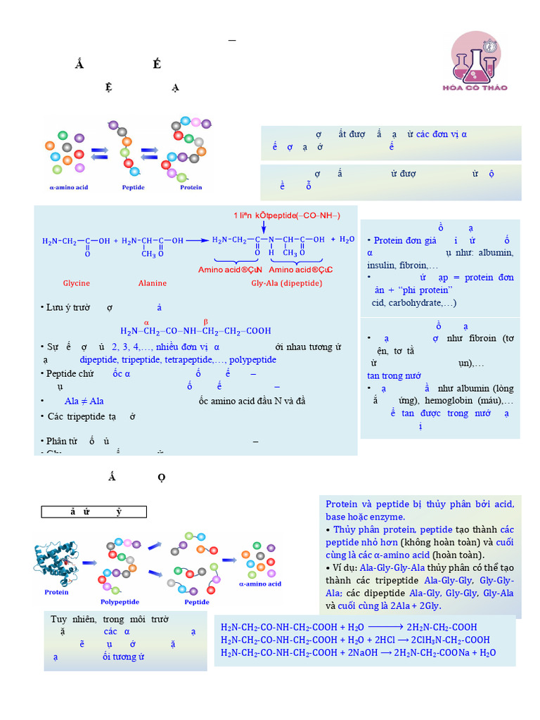 Peptide Protein Hs | PDF