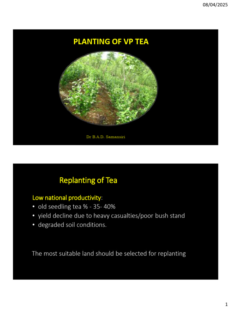 Planting of Tea -English | PDF | Soil | Erosion