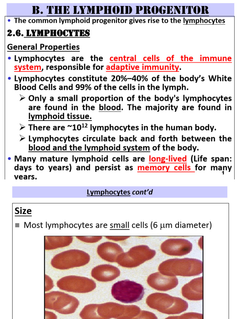 1.2.cells of The Immunesystem 17 Part 2 Edited | PDF | T Helper Cell ...