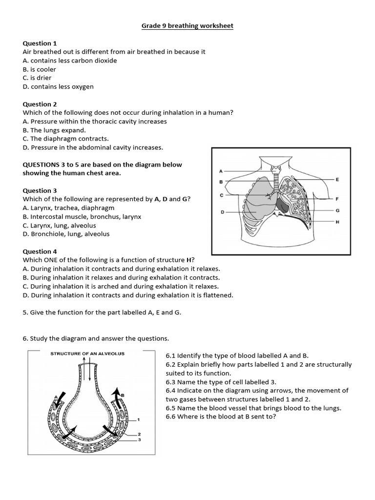 Grade 9 Breathing System Worksheet | PDF | Breathing | Exhalation