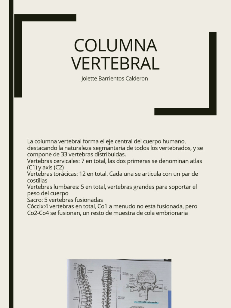 Estructura y Función de la Columna Vertebral | PDF