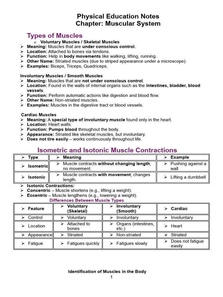 Muscular System Overview in PE Notes | PDF | Muscle | Muscle Contraction
