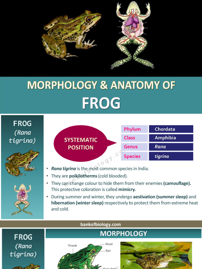 Frog | PDF