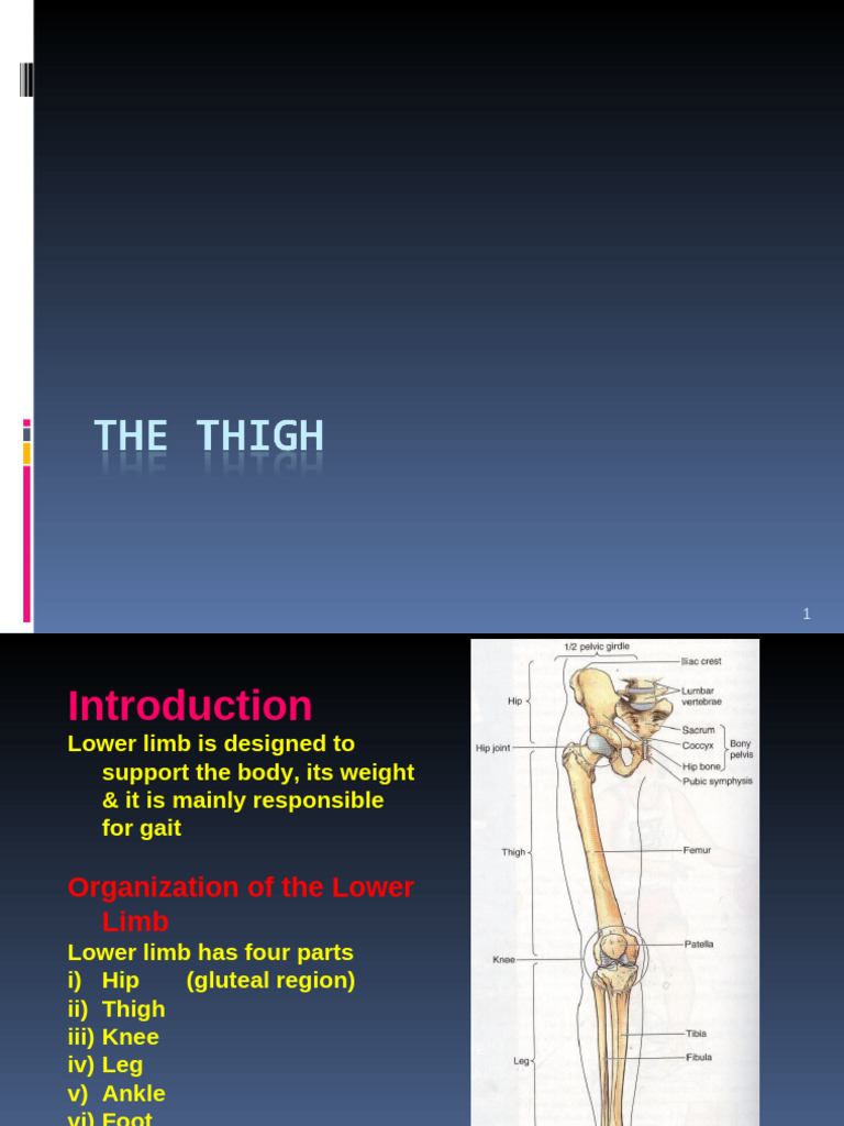 The Thigh | PDF | Human Leg | Knee