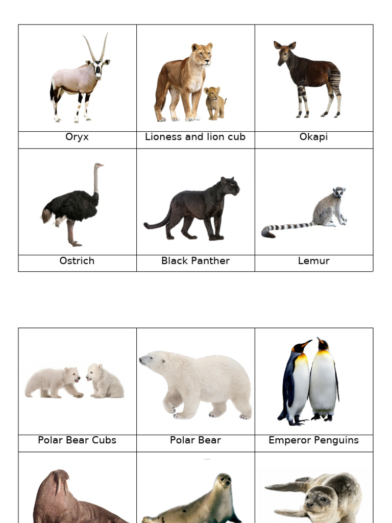 Wildlife Species Overview: Mammals & Birds | PDF