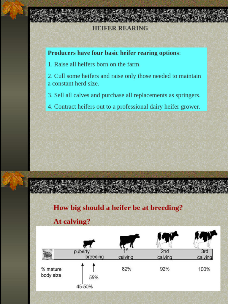 Heifer Rearing Strategies and Guidelines | PDF | Cattle | Weaning