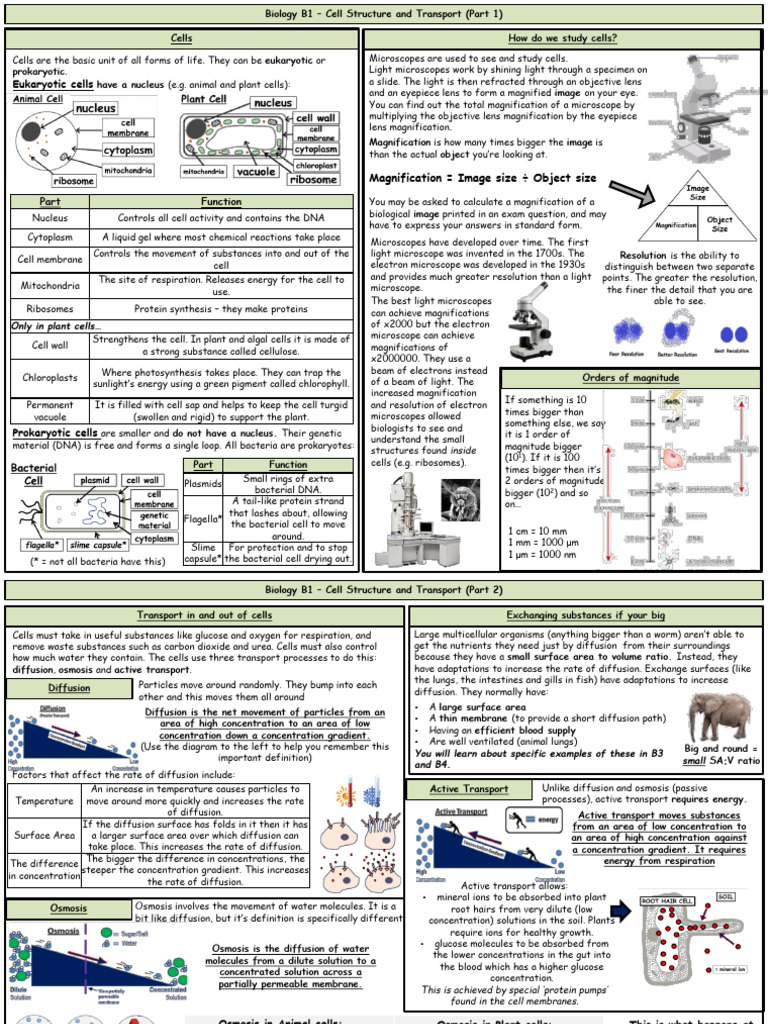 Biology Single Science Paper 1 | PDF | Heart | Cell (Biology)