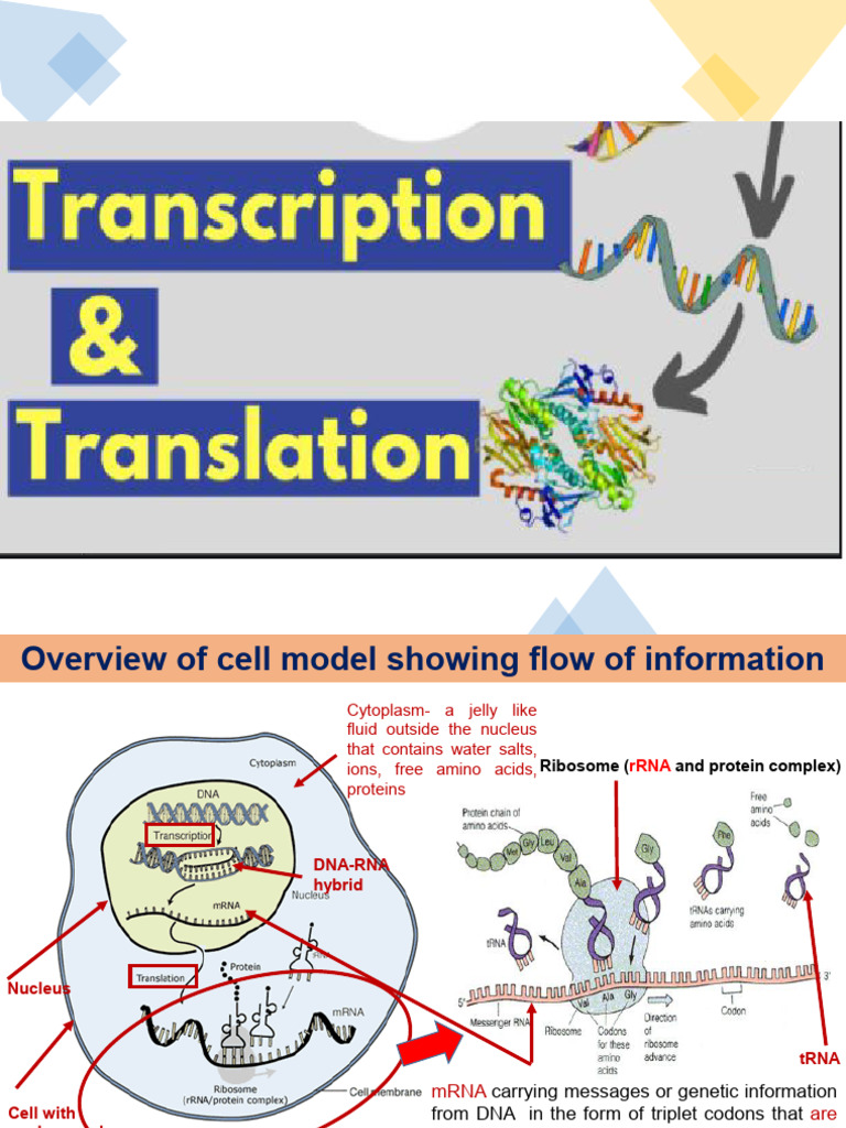 Ribosome Function and mRNA Processing | PDF | Translation (Biology ...