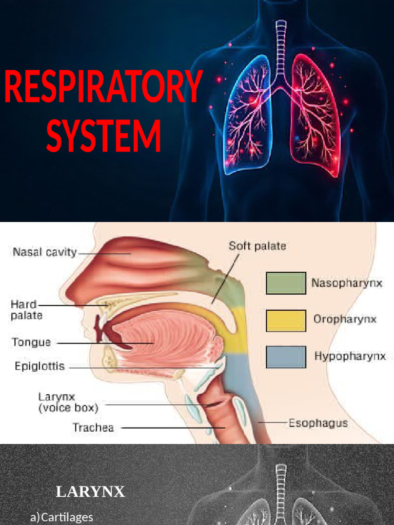 Anatomy and Supply of the Larynx | PDF