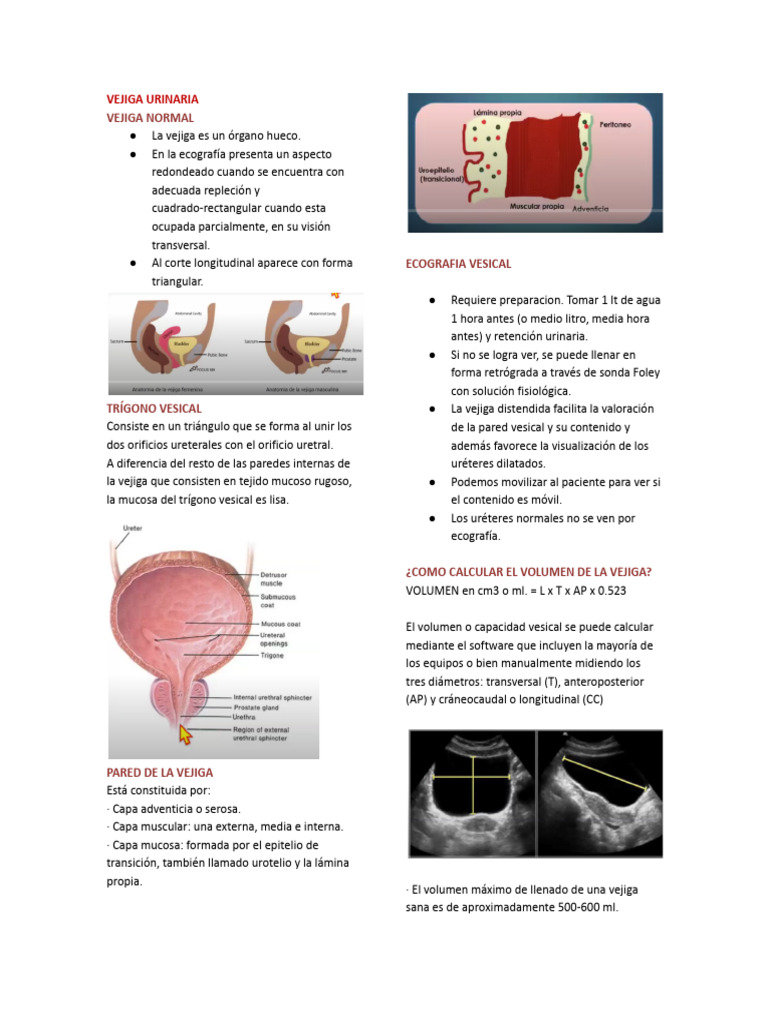Anatomía y Patologías de la Vejiga Urinaria | PDF | Urología | Sistema ...