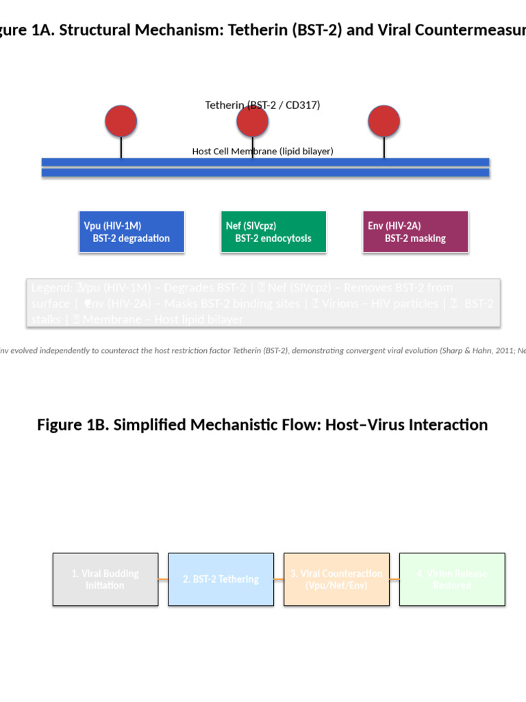 Figure1 Tetherin Mechanism Presentation | PDF