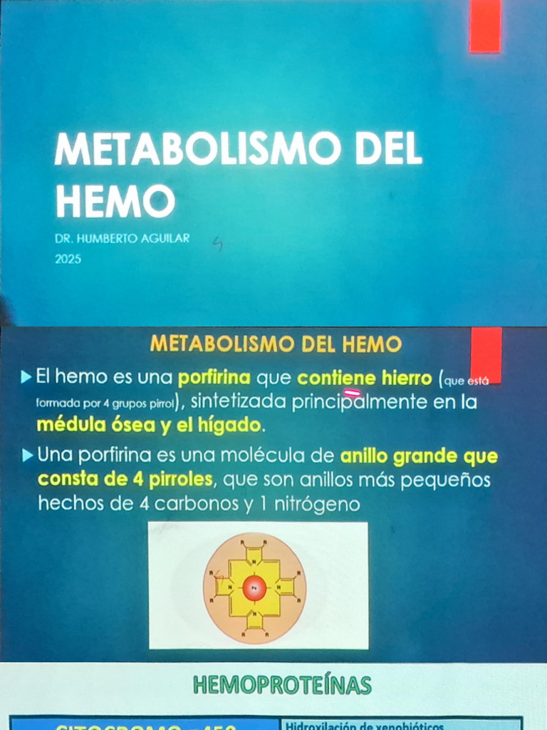 Metabolismo Del Hemo | PDF | Glóbulo rojo