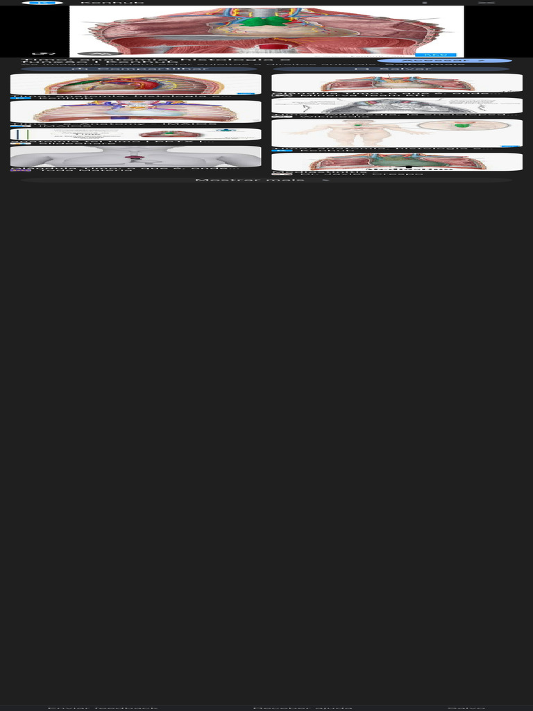 Foto Do Timo - Pesquisa Google | PDF | Timo | Anatomia