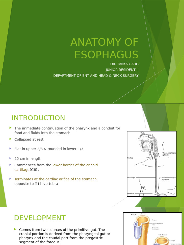 Anatomy of Oesophagus | PDF | Esophagus | Stomach