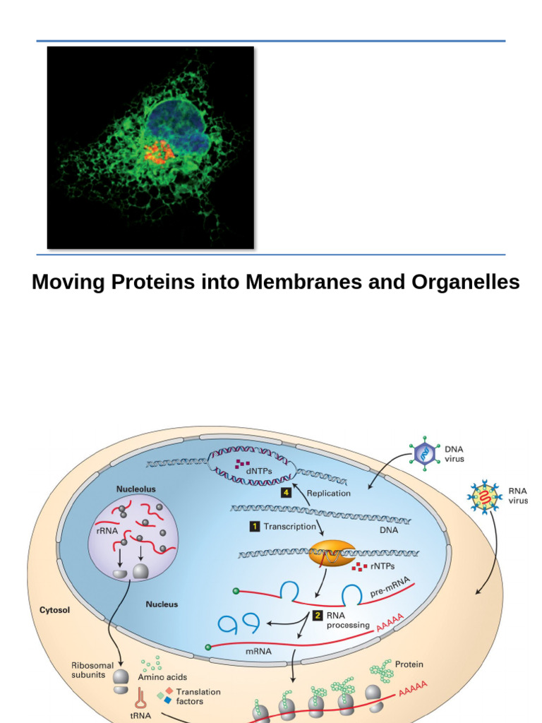 201112 Moving Proteins Into Membranes and Organelles | PDF | Protein ...