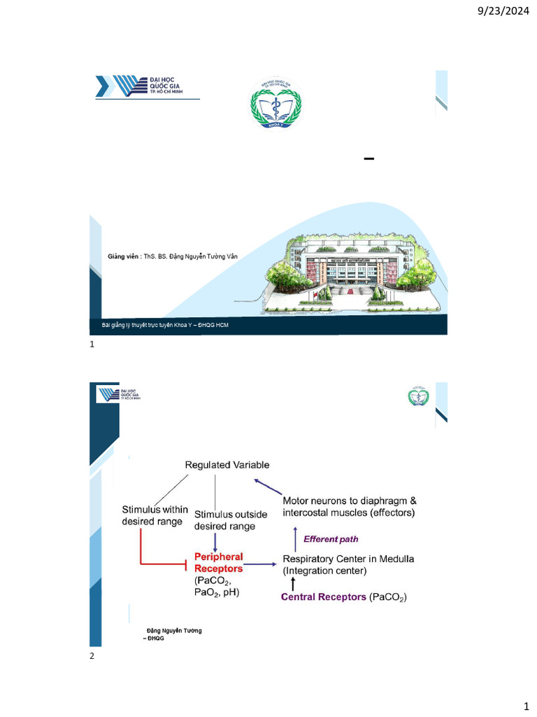 Respiratory System 7 Regulation of Ventilation | PDF | Breathing | Lung