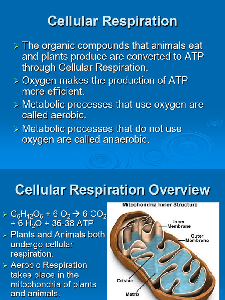 Respiration | PDF | Cellular Respiration | Adenosine Triphosphate
