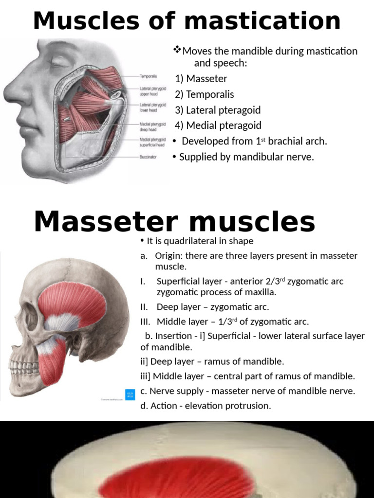 Muscles of Mastication | PDF