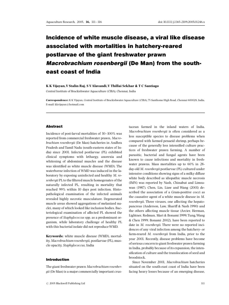 White Muscle Disease in Freshwater Prawn | PDF | Infection | Microscopy
