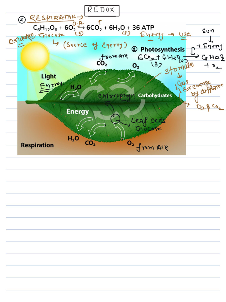 REDOX | PDF