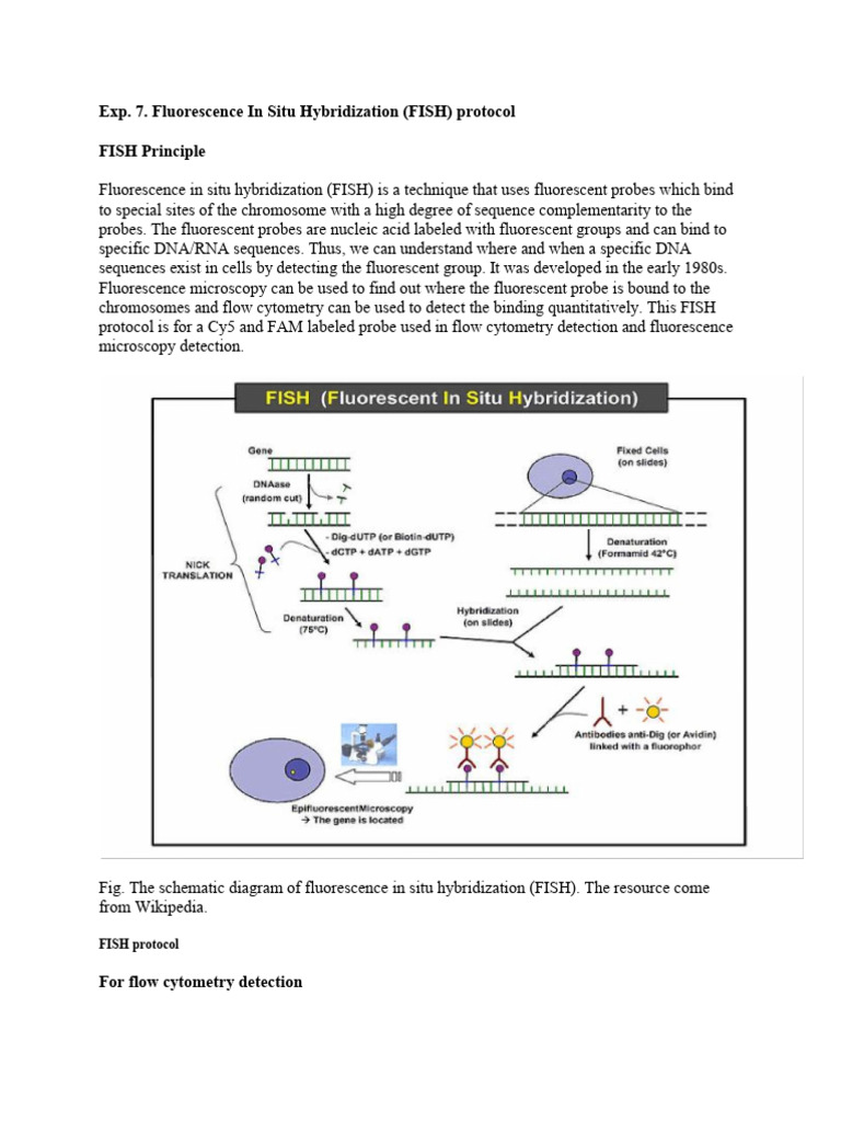 Practice FISH | PDF | Fluorescence In Situ Hybridization | Biotechnology