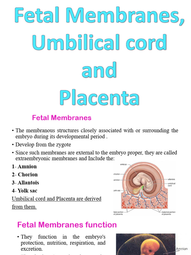 Fetal Membranes and Placental Development | PDF | Placenta | Anatomy
