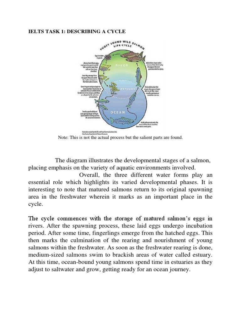 Salmon diagram picture