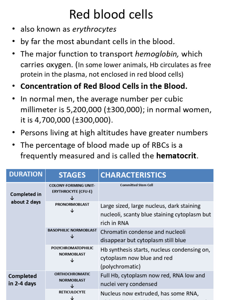 Understanding Red Blood Cells and Erythropoiesis | PDF | Red Blood Cell ...
