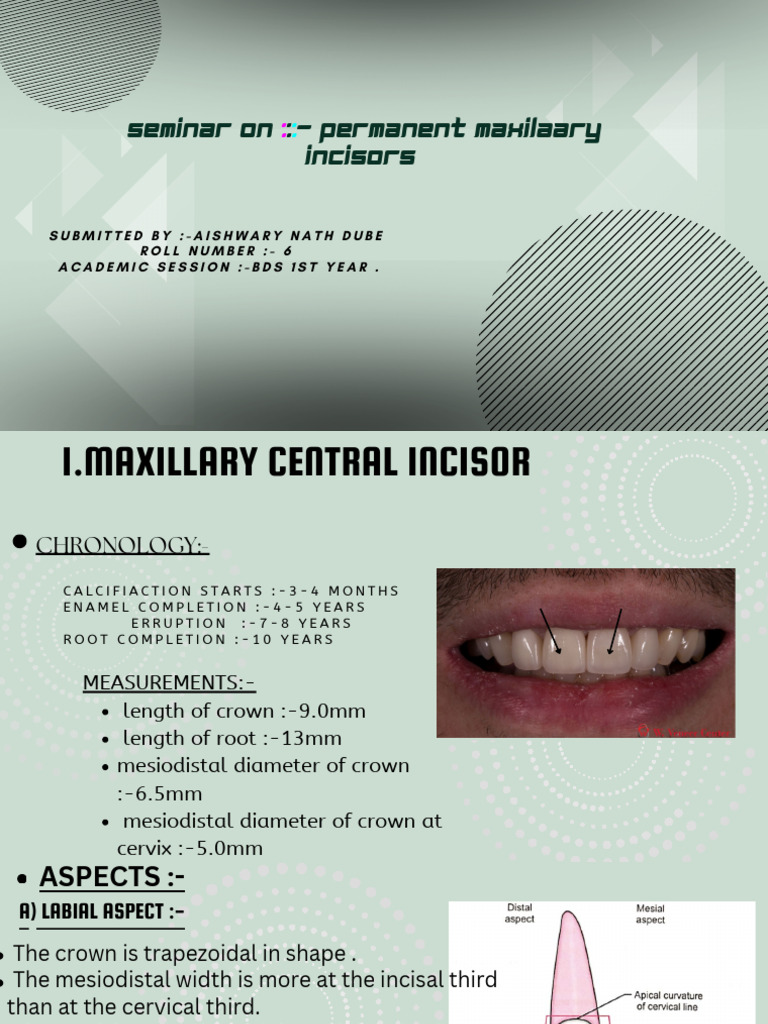 PERMANENT MAXILLARY INSICOR (SEMINAR BDS 1st YEAR) .PDF 1 | PDF ...