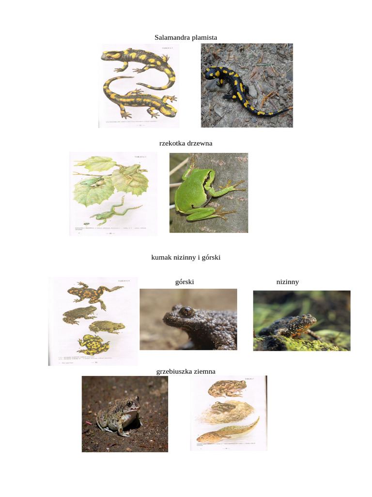 Płazy | PDF