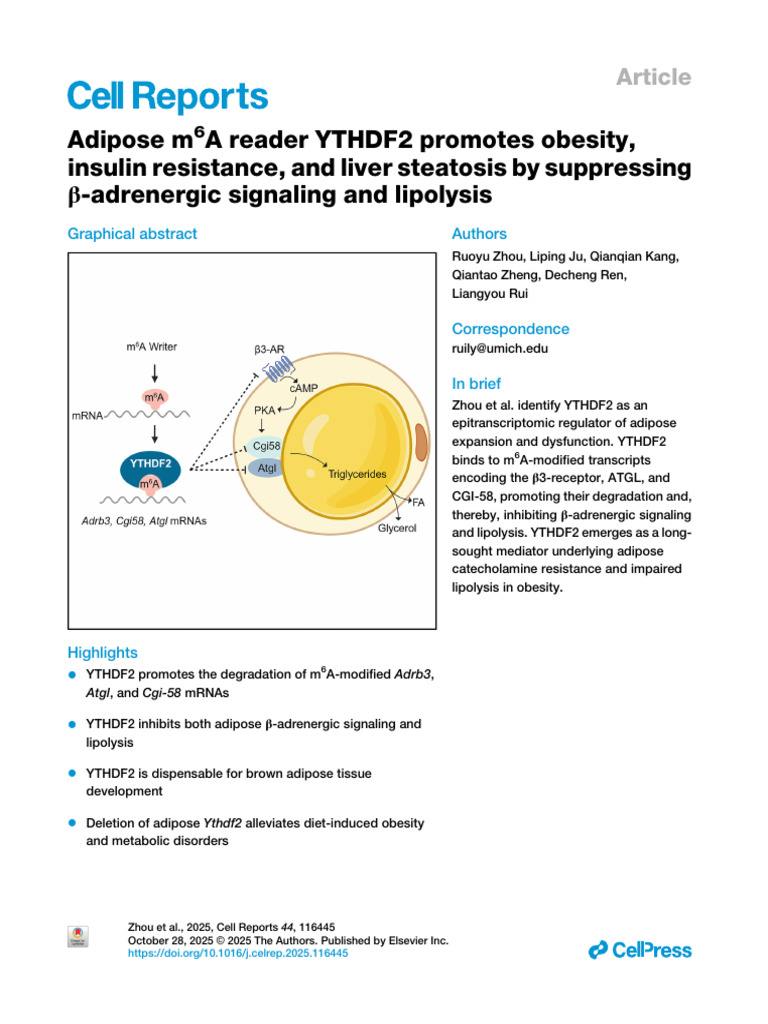 YTHDF2's Role in Obesity and Insulin Resistance | PDF | Adipose Tissue ...