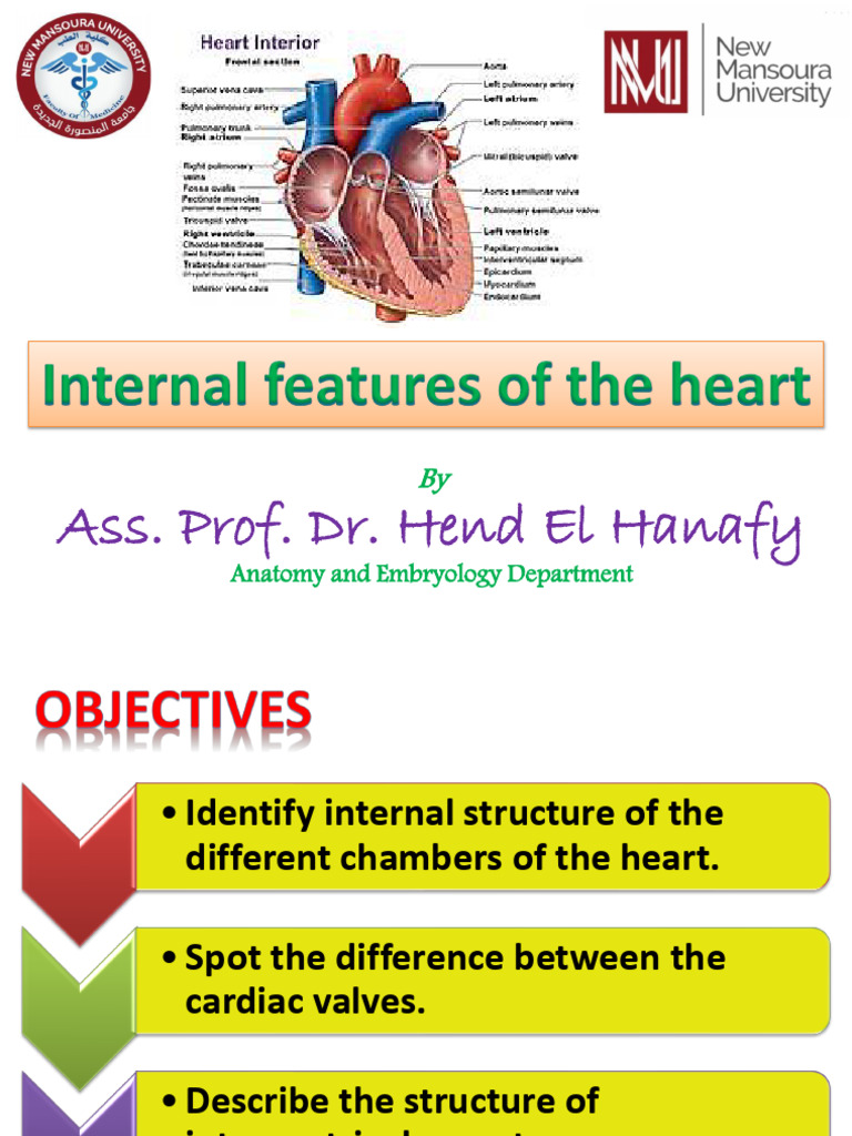 Internal Heart Structure Overview | PDF | Heart Valve | Heart
